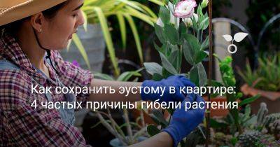 Как сохранить эустому в квартире: 4 частых причины гибели растения - botanichka.ru