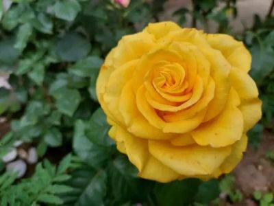 Анастасия Коврижных - Топ-8 эффектных садовых роз: какие сорта идеально подходят как для клумб, так и для букетов - belnovosti.by
