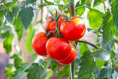 Справится даже начинающий: некапризные сорта и гибриды томатов для дачников-новичков - ogorod.ru