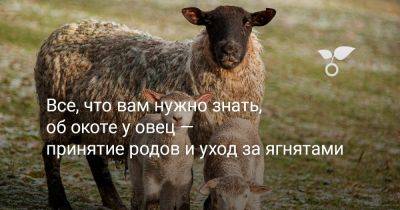 Все, что вам нужно знать, об окоте у овец — принятие родов и уход за ягнятами - botanichka.ru