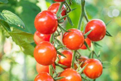 Оптимально для банок: 17 сортов томатов для цельноплодного консервирования - ogorod.ru