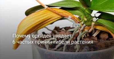Почему орхидея увядает: 6 частых причин гибели растения - botanichka.ru