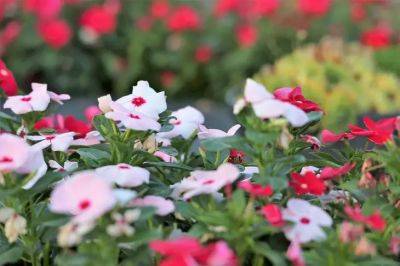 Анастасия Коврижных - Петуния больше не в моде: вот какие 2 цветка просто «взорвут» ваш сад - belnovosti.by