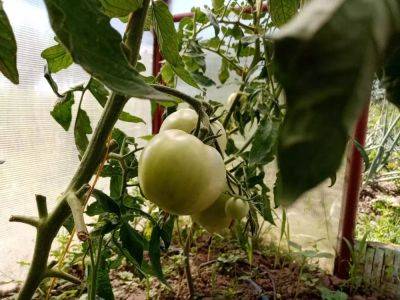 Анастасия Коврижных - Эти 4 ошибки при выращивании рассады томатов допускает 80 % огородников: проверьте себя - belnovosti.by