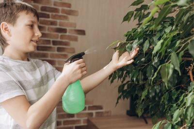 Чистые домашние растения: 5 способов позаботиться о листве и побегах - ogorod.ru