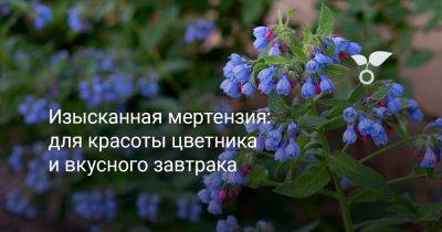 Изысканная мертензия: для красоты цветника и вкусного завтрака - botanichka.ru - Россия