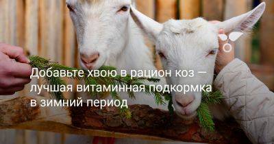 Добавьте хвою в рацион коз — лучшая витаминная подкормка в зимний период - botanichka.ru