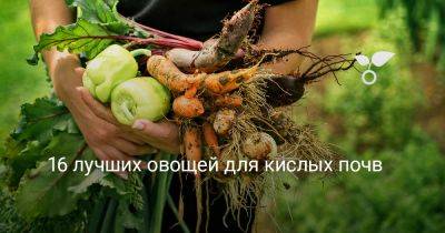 16 лучших овощей для кислых почв - botanichka.ru