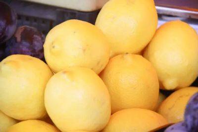 Можно ли вырастить лимон из косточки дома: отберите самые крупные семена - belnovosti.by