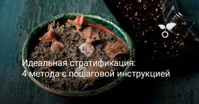 Идеальная стратификация: 4 метода с пошаговой инструкцией - botanichka.ru