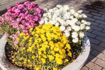 Анастасия Коврижных - Названы самые неприхотливые цветы для клумбы: посейте и радуйтесь - belnovosti.by