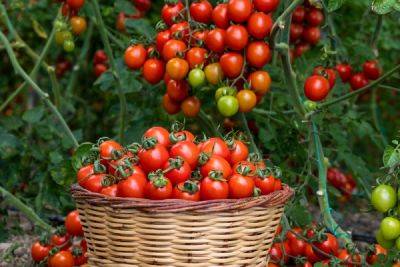Самые сладкие и сочные: 15 сортов и гибридов томатов, которые вкуснее всего есть свежими - ogorod.ru