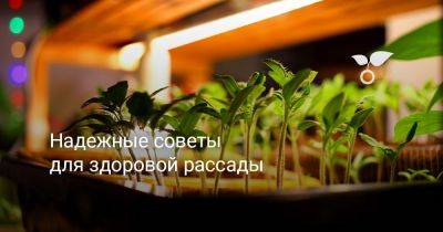 Надежные советы для здоровой рассады - botanichka.ru
