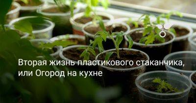 Вторая жизнь пластикового стаканчика, или Огород на кухне - botanichka.ru