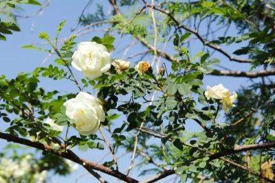 Анастасия Коврижных - Идеальные соседи для роз: растения, которые можно посадить рядом на клумбе - belnovosti.by