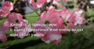 Кизил под прикрытием: о каких привычных и не очень видах вам стоит узнать - botanichka.ru - Россия
