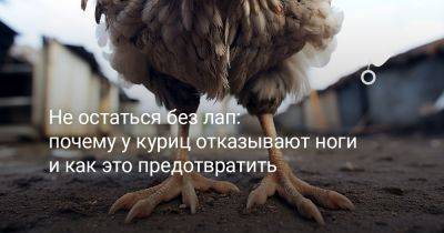 Не остаться без лап: почему у куриц отказывают ноги и как это предотвратить - botanichka.ru