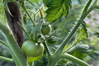 Анастасия Коврижных - Топ-5 томатов, которые радуют урожайностью и неприхотливостью: должны быть у каждого на огороде - belnovosti.by