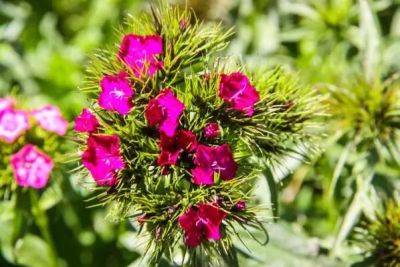 Анастасия Коврижных - Они будут цвести весь сезон: дачникам назвали яркие и неприхотливые цветы для посадки в саду - belnovosti.by