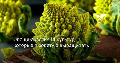Овощи-экзоты: 14 культур, которые я советую выращивать - botanichka.ru