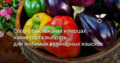 Спор о баклажанах и перцах — какие сорта выбрать для любимых кулинарных изысков - botanichka.ru