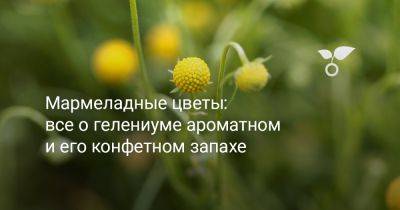 Мармеладные цветы: все о гелениуме ароматном и его конфетном запахе - botanichka.ru - Чили