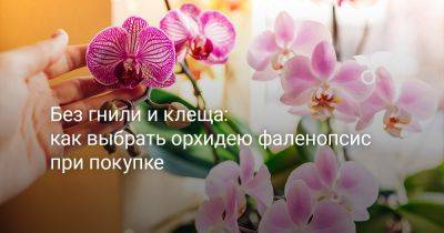 Без гнили и клеща: как выбрать орхидею фаленопсис при покупке - botanichka.ru