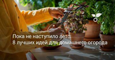 Пока не наступило лето: 8 лучших идей для домашнего огорода - botanichka.ru