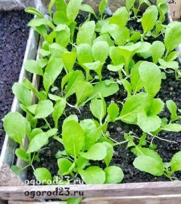 Как вырастить пекинскую капусту, чтобы она не ушла в цвет - ogorod23.ru