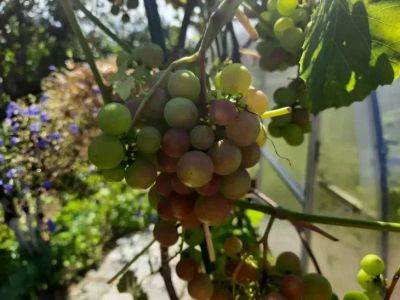 Анастасия Коврижных - Как сделать ягоды винограда более сладкими: работающие приемы - belnovosti.by