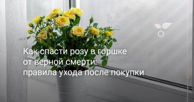Как спасти розу в горшке от верной смерти: правила ухода после покупки - botanichka.ru - республика Коми