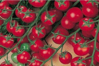 Помидоры Красная гроздь: описание сорта, фото, отзывы - fermilon.ru - Россия
