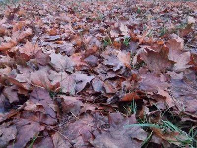 Анастасия Коврижных - Как использовать опавшие листья: просто оставьте их в нужном месте - belnovosti.by