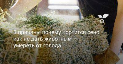 3 причины почему портится сено: как не дать животным умереть от голода - botanichka.ru