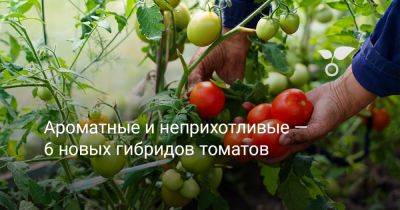 Ароматные и неприхотливые — 6 новых гибридов томатов - botanichka.ru