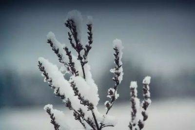 Анастасия Коврижных - Какие растения в саду нужно укрыть снегом: говорят, лучшего утеплителя не найти - belnovosti.by