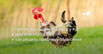 6 причин выпадения перьев у кур — в чем опасность и как решить проблему облысения - botanichka.ru