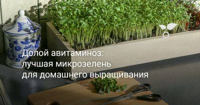 Долой авитаминоз: лучшая микрозелень для домашнего выращивания - botanichka.ru