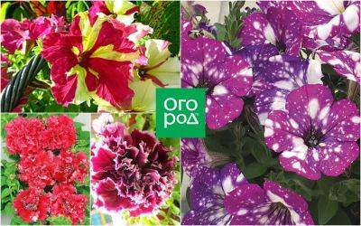 10 сортов и гибридов петунии, которые подарят вашему саду яркие краски - ogorod.ru - Голландия