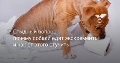 Стыдный вопрос: почему собаки едят экскременты и как от этого отучить - botanichka.ru
