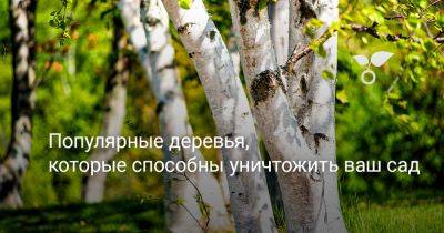 Популярные деревья, которые способны уничтожить ваш сад - botanichka.ru