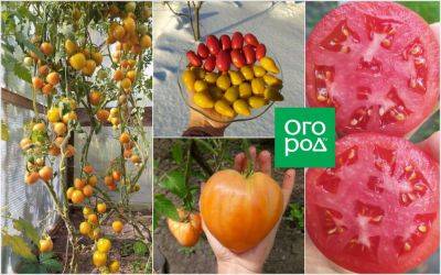 Лучшие сорта томатов от самых ранних до поздних по мнению коллекционера - ogorod.ru