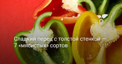 Сладкий перец с толстой стенкой — 7 «мясистых» сортов - botanichka.ru