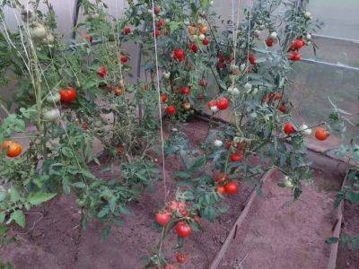 Анастасия Коврижных - Какие томаты выбирают владельцы маленьких участков: с хорошим вкусом и высокой урожайностью – просто находка - belnovosti.by