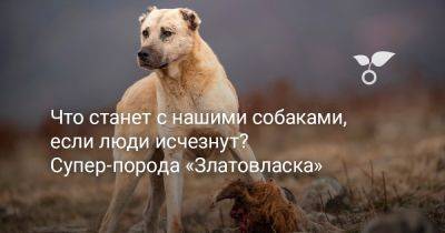 Что станет с нашими собаками, если люди исчезнут? Супер-порода «Златовласка»! - botanichka.ru