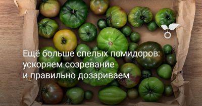 Ещё больше спелых помидоров: ускоряем созревание и правильно дозариваем