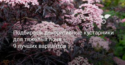 Подбираем декоративные кустарники для тяжелых почв — 9 лучших вариантов - botanichka.ru