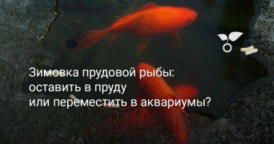 Зимовка прудовой рыбы: оставить в пруду или переместить в аквариумы? - botanichka.ru