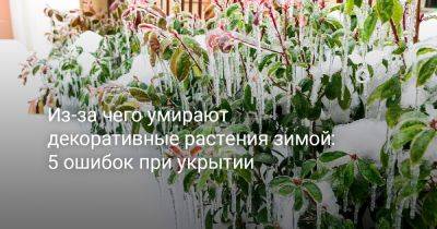 Из-за чего умирают декоративные растения зимой: 5 ошибок при укрытии - botanichka.ru