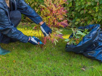 Все тонкости осеннего ухода за пионами - aogarden.ru